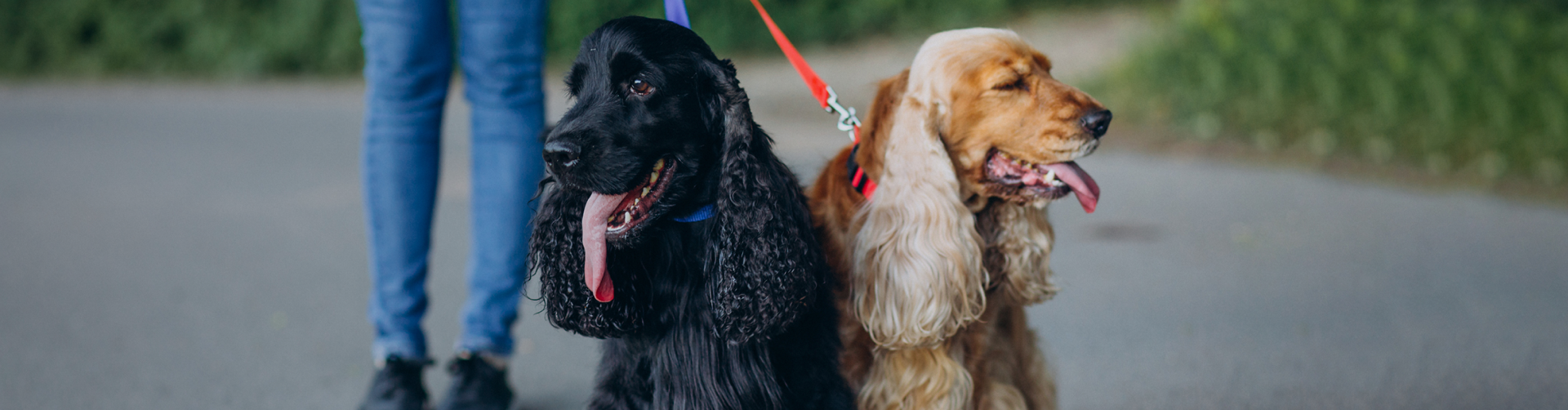 Dog Collars, Harnesses, Leads & Tethering