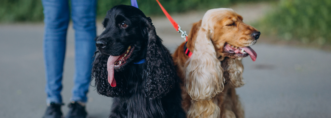 Dog Collars, Harnesses, Leads & Tethering