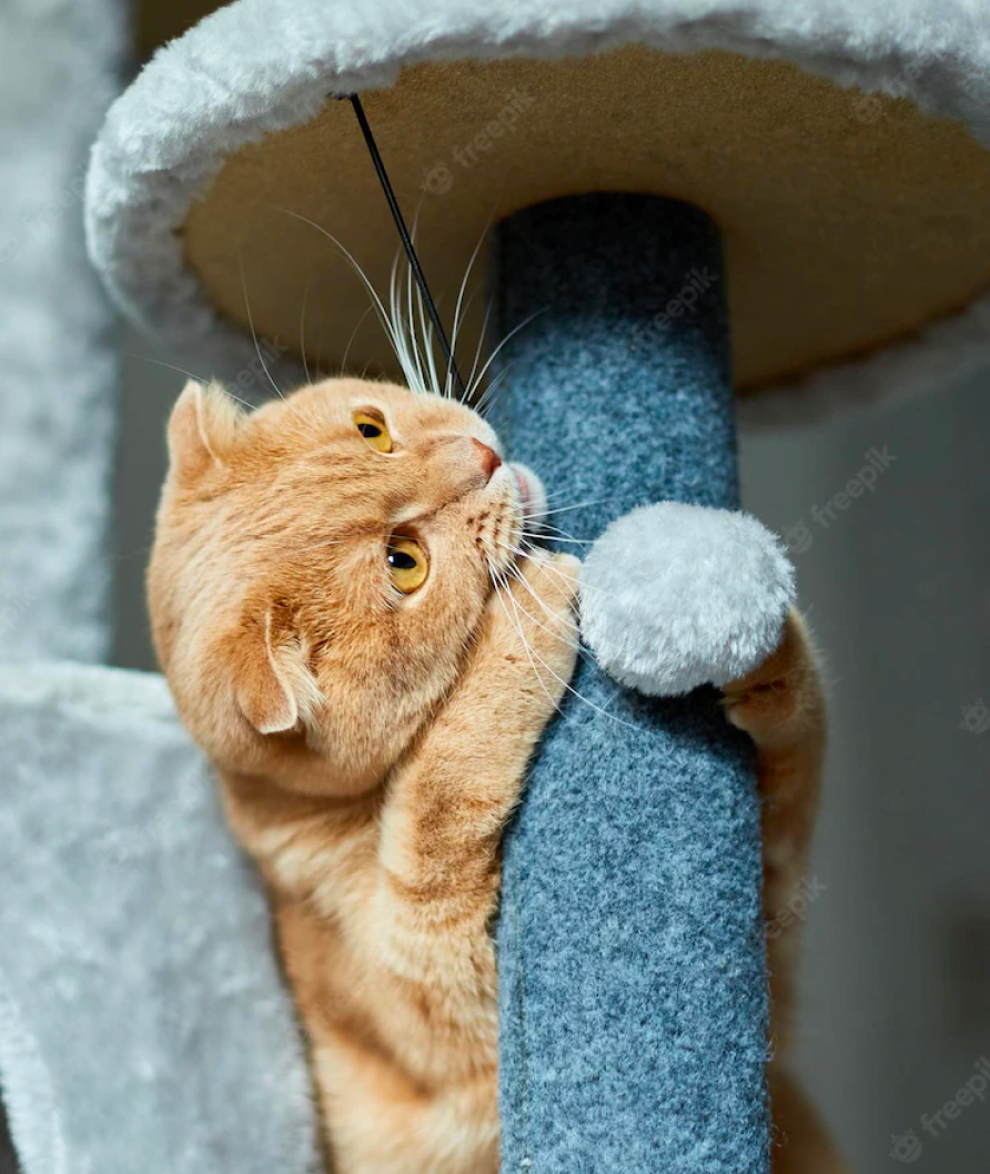 Shop for your new cat