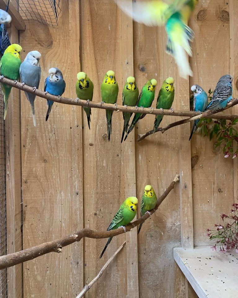 Parakeet Birds Budgie Parakeet For Sale Top Pet Birds Pet Birds