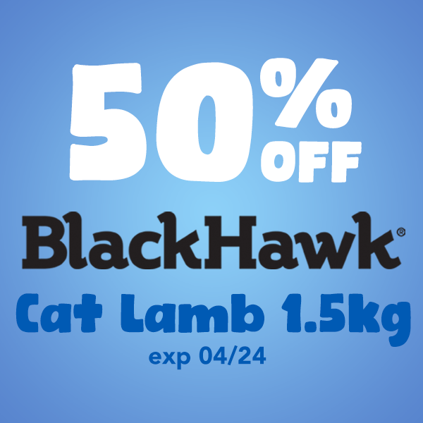 Black Hawk Cat Lamb