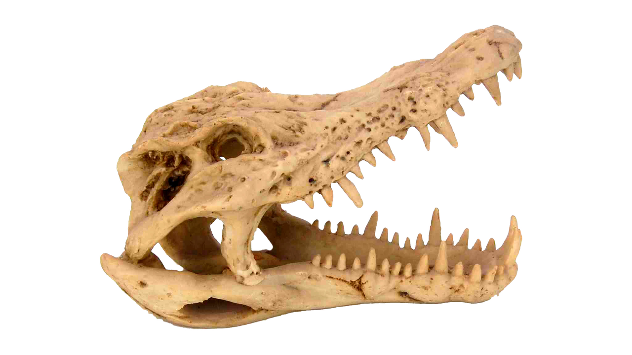 Small Crocodile Skull