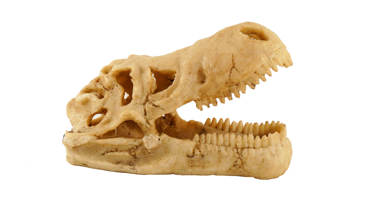 Small Dinosaur Skull