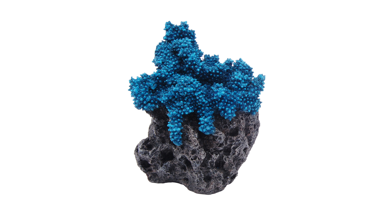 Blue Coral