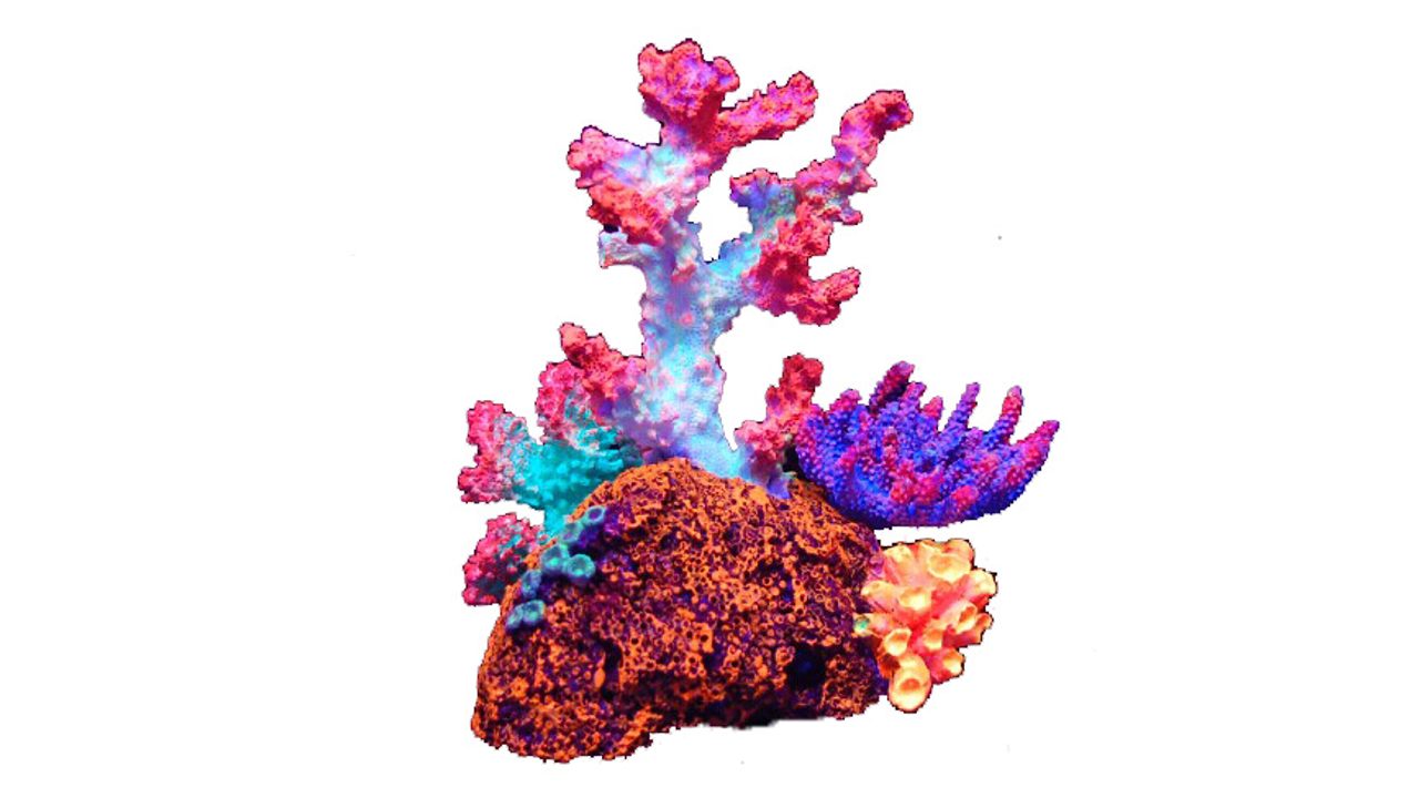 Coral Flouro