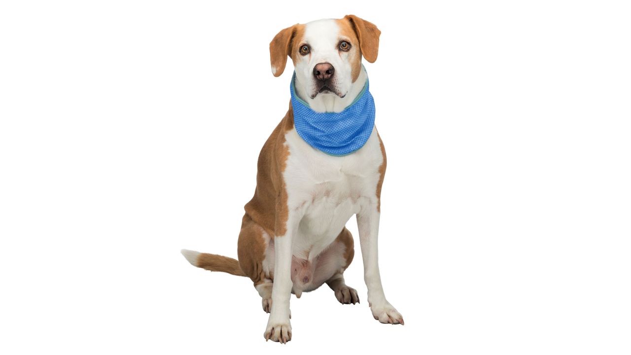 Trixie Cooling Bandana Medium