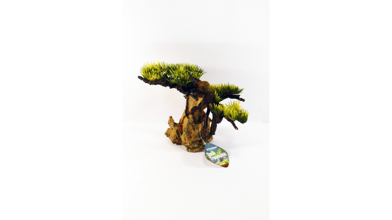 Rock with Bonsai Tree