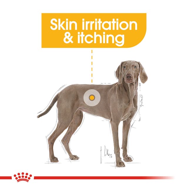 Royal Canin Maxi Dermacomfort 12kg
