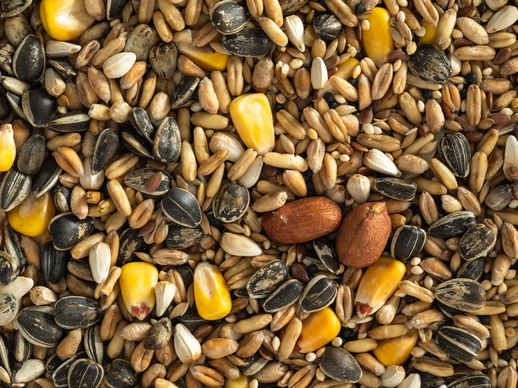 Topflite Parrot Mix