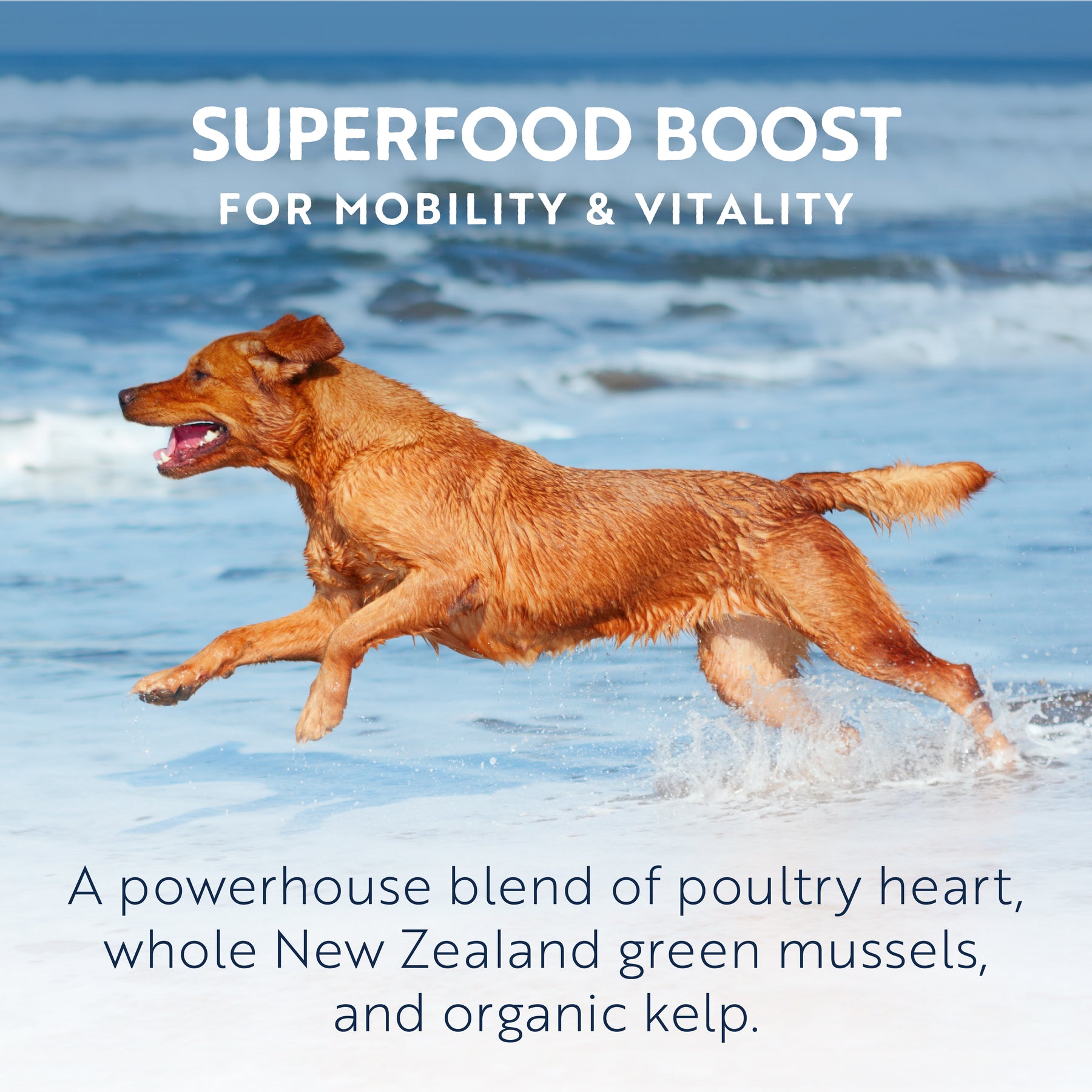 Ziwi Dog Chicken Can