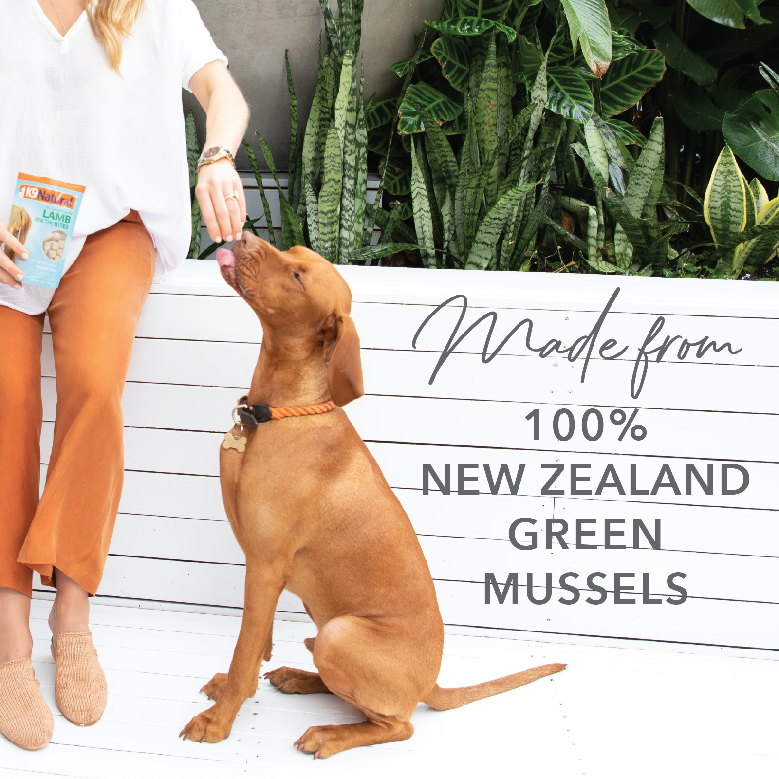 K9 Natural Healthy Snacks Green Mussel