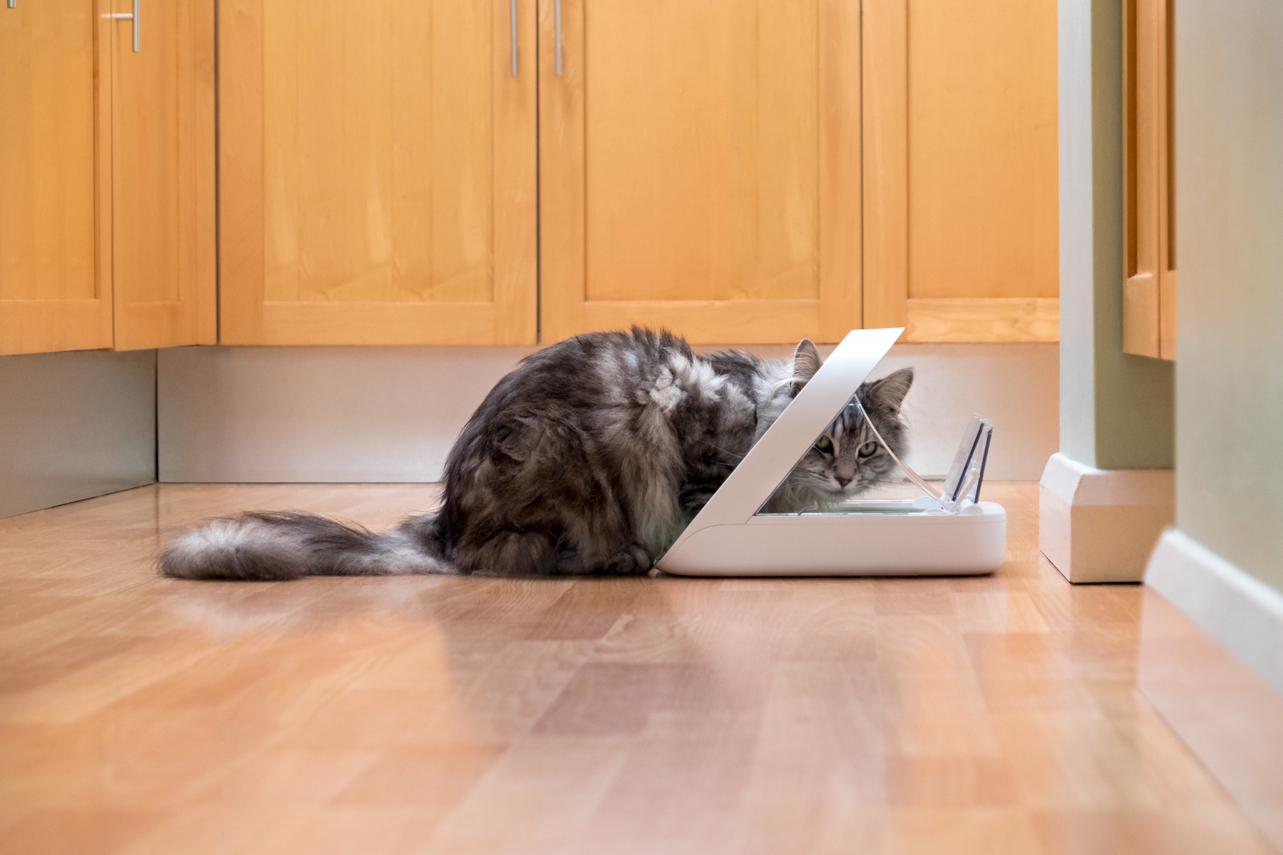 SureFeed Microchip Feeder