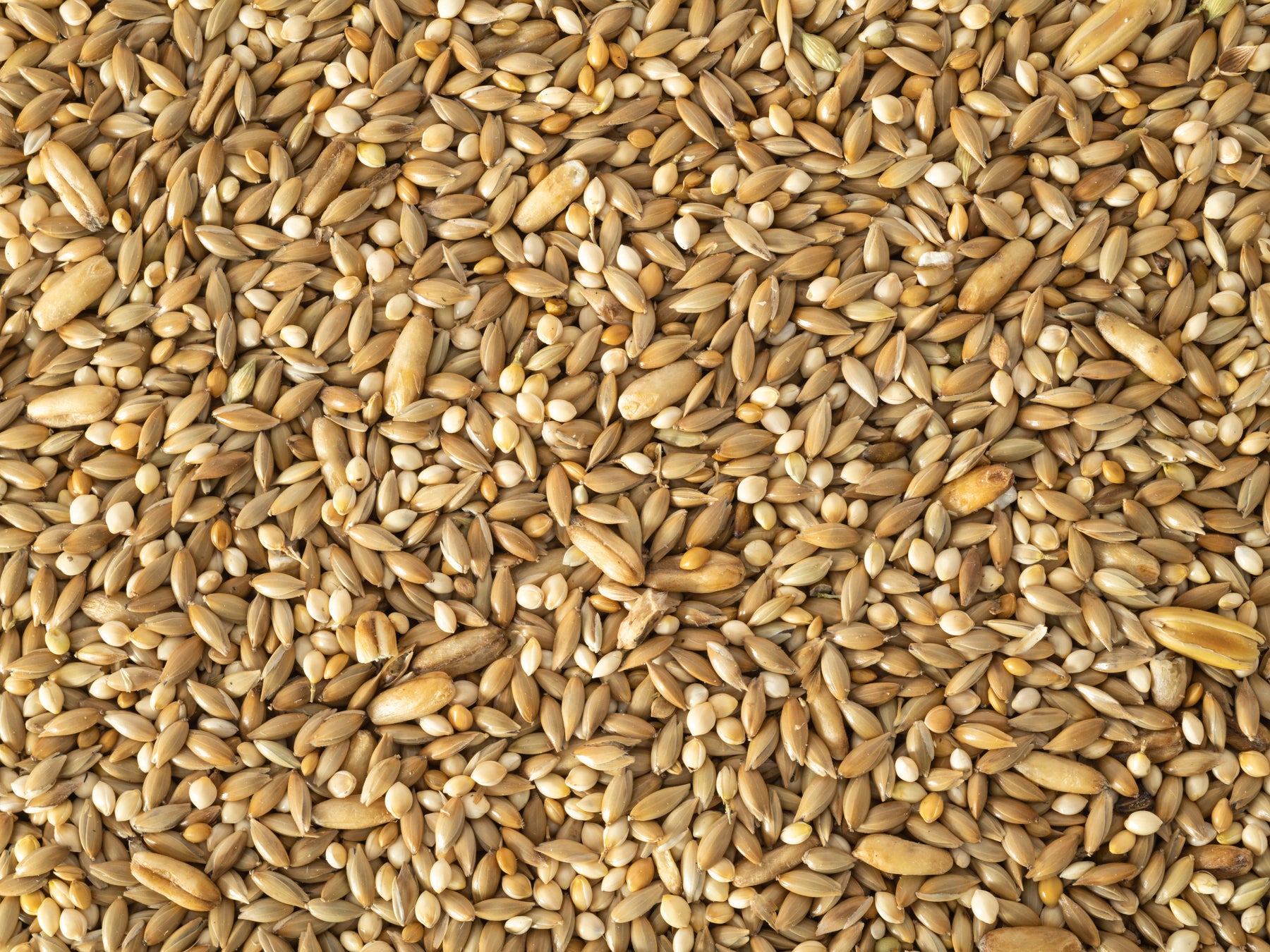 Topflite Budgie Mix