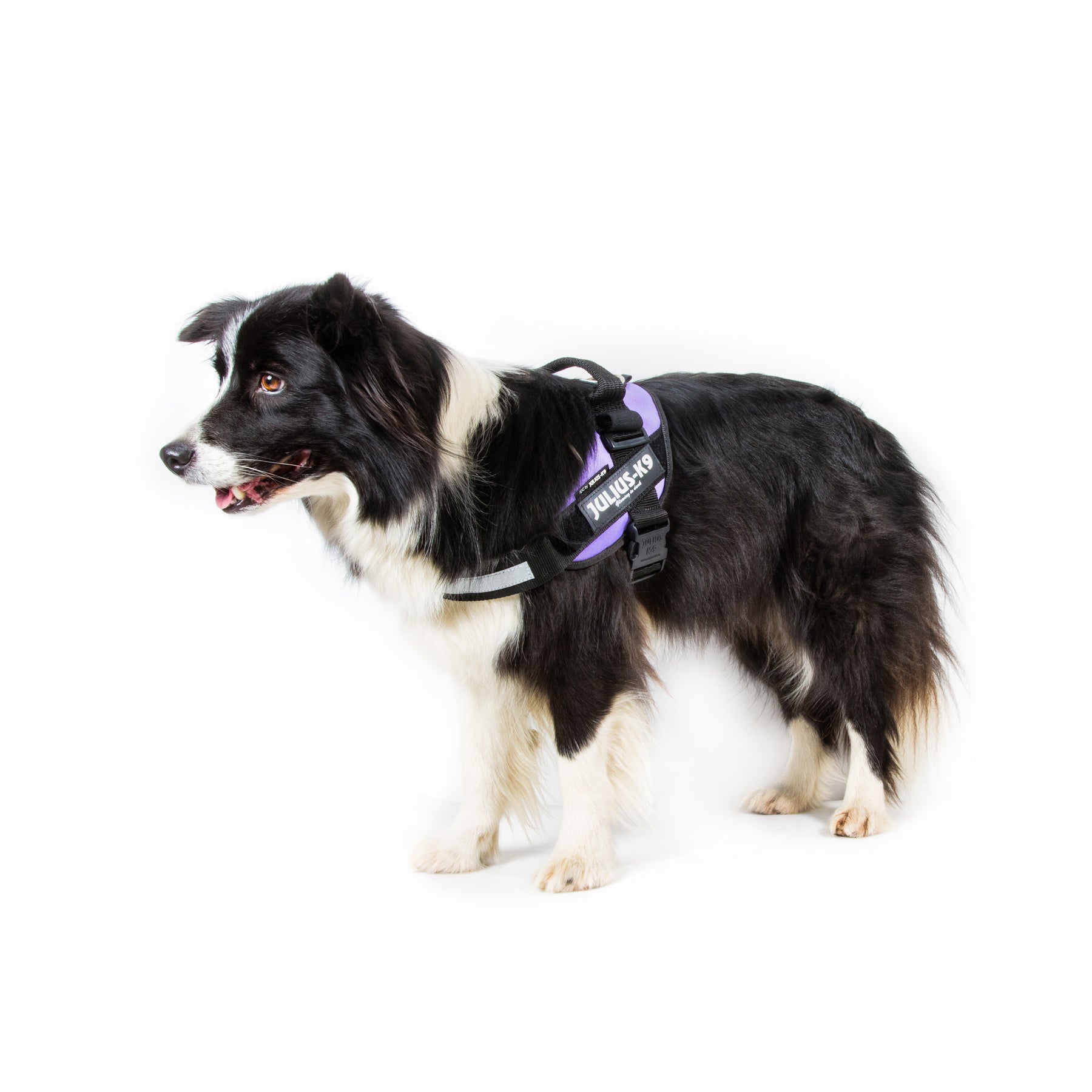 Julius K9 Harness