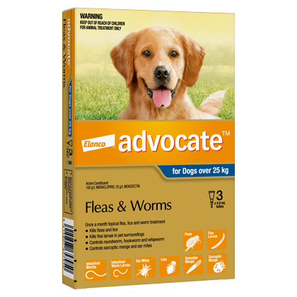 Advocate Dog