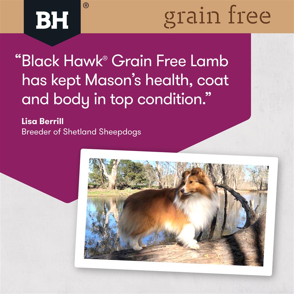 Black Hawk Grain Free Lamb