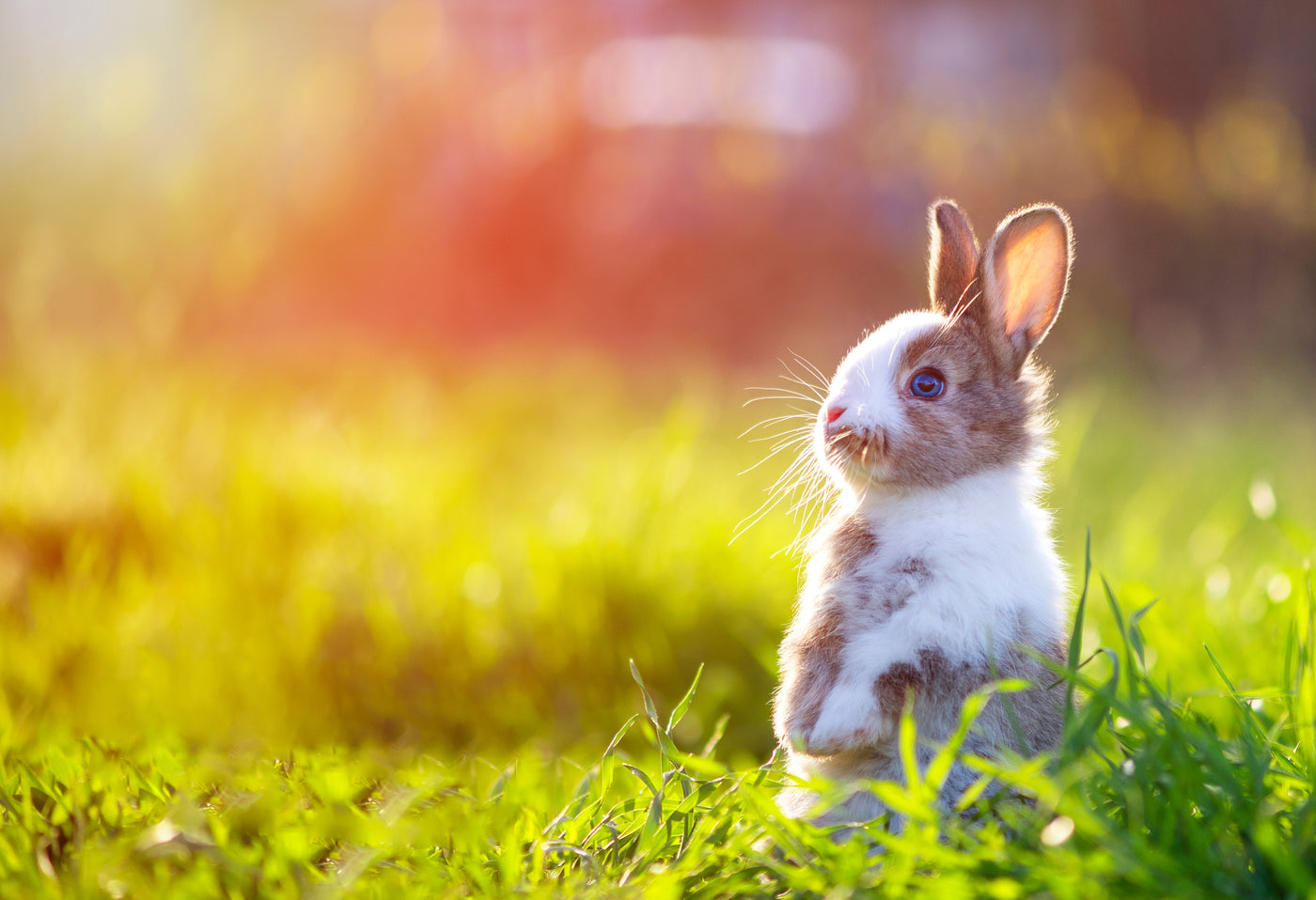 Small Pet