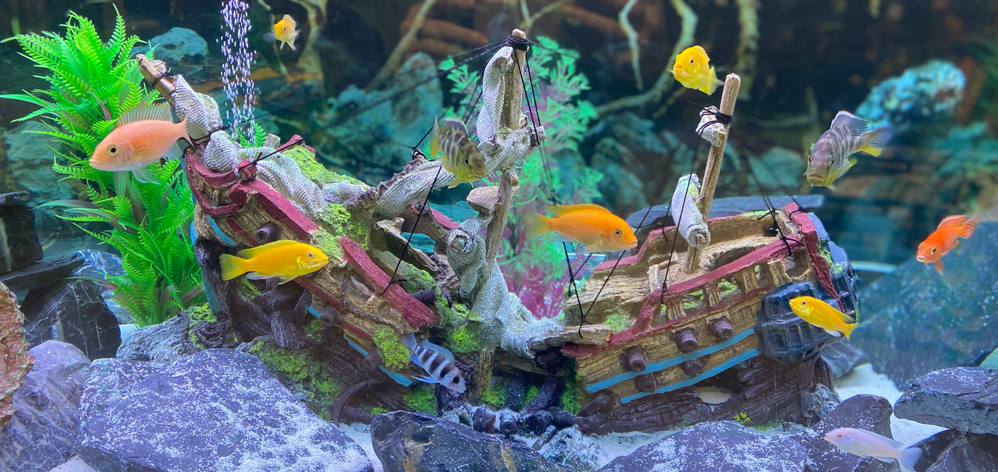 Fish