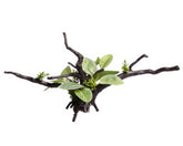 Ecoscape Ignotous Driftwood Green
