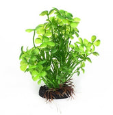 AquaWorld Plant Irish Clover 10cm