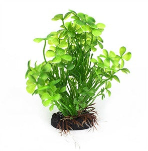 AquaWorld Plant Irish Clover 10cm