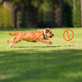 BIONIC Toss-N-Tug Ring