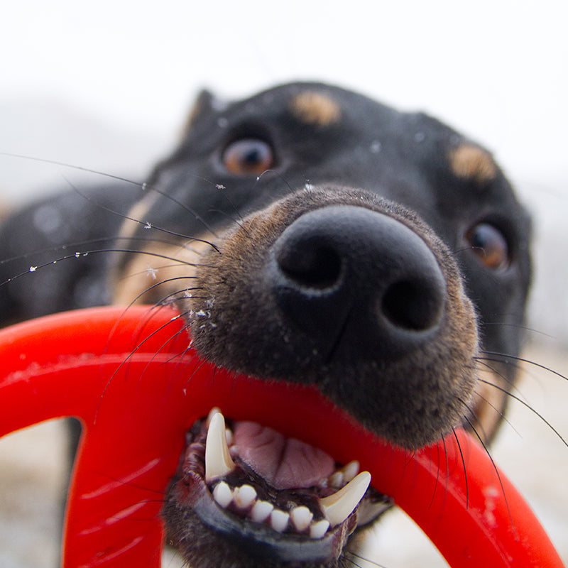 BIONIC Toss-N-Tug Ring