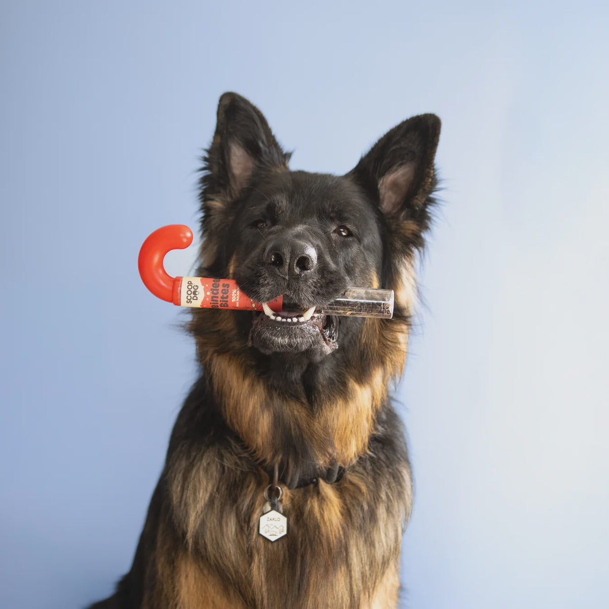 Scoop Dog Candy Cane