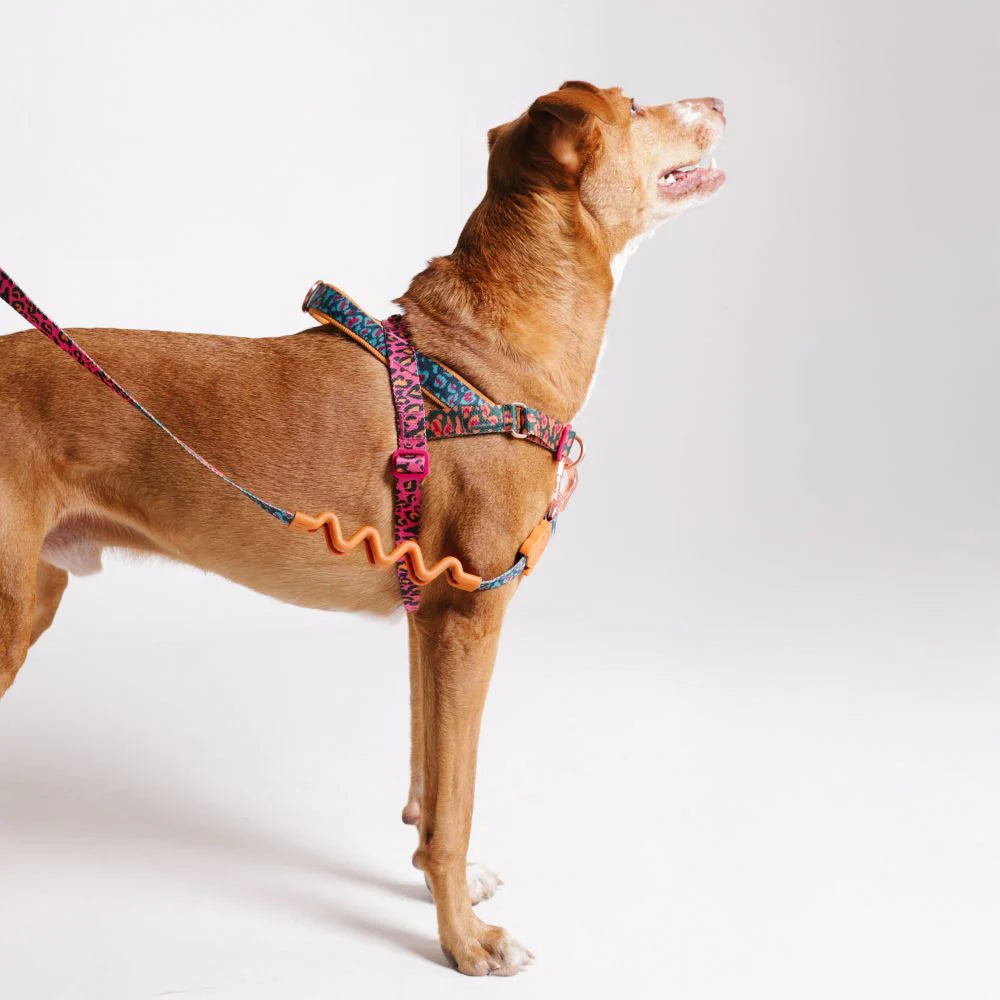 Zee.Dog Softer Walk Harness Selva