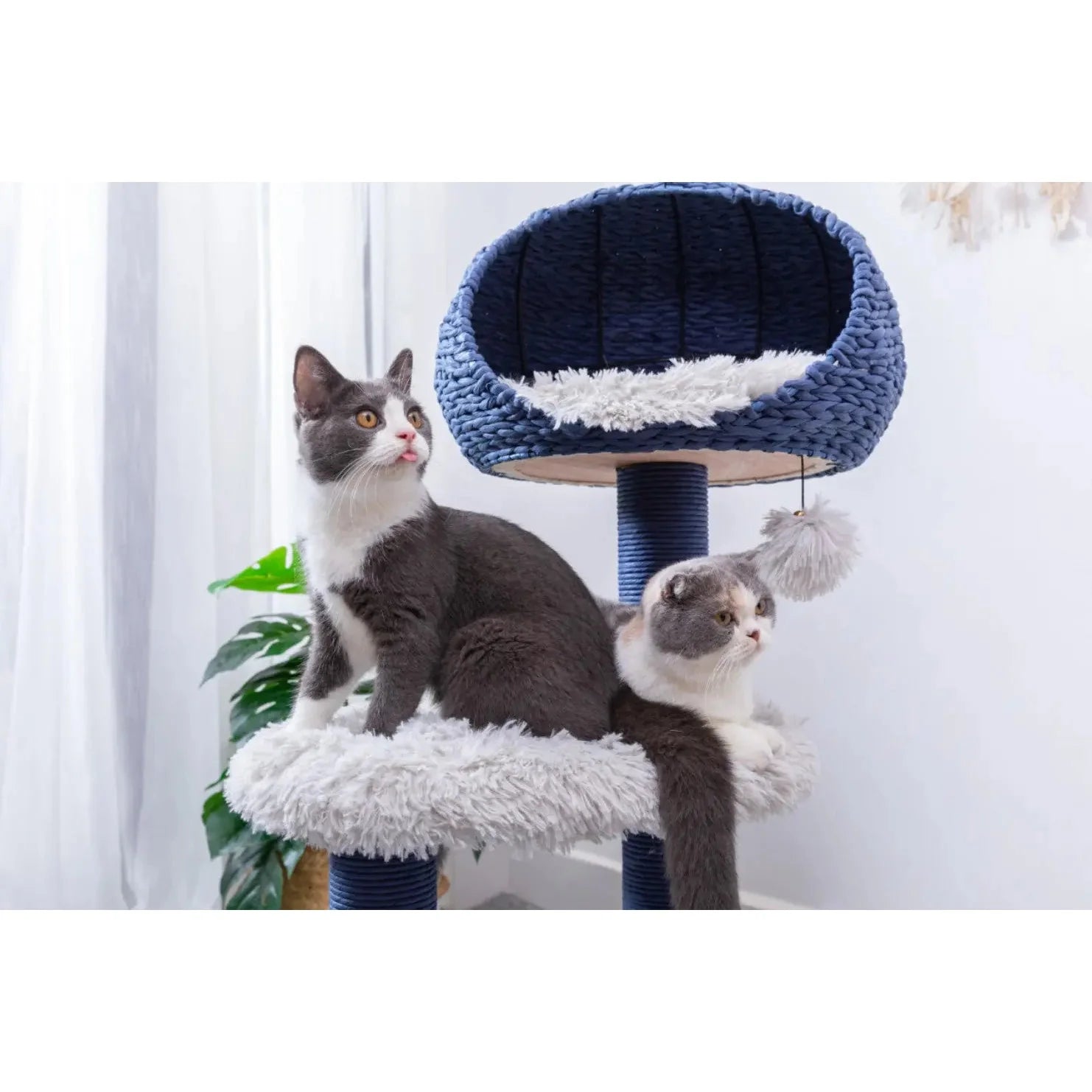 Petpals scratcher clearance