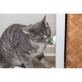 Catnip Ball with Adhesive Holder