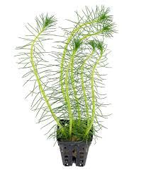 Water Milfoil Bunch Plant - cold water