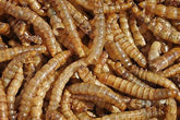 Bugs 4 You mealworm 250pk