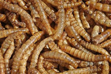 Bugs 4 You Mealworm 100pk
