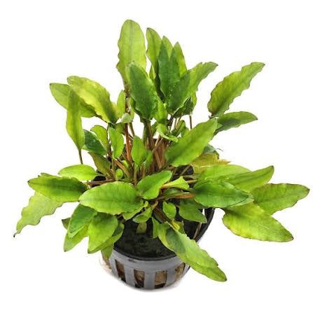 Assorted Cryptocoryne Potted