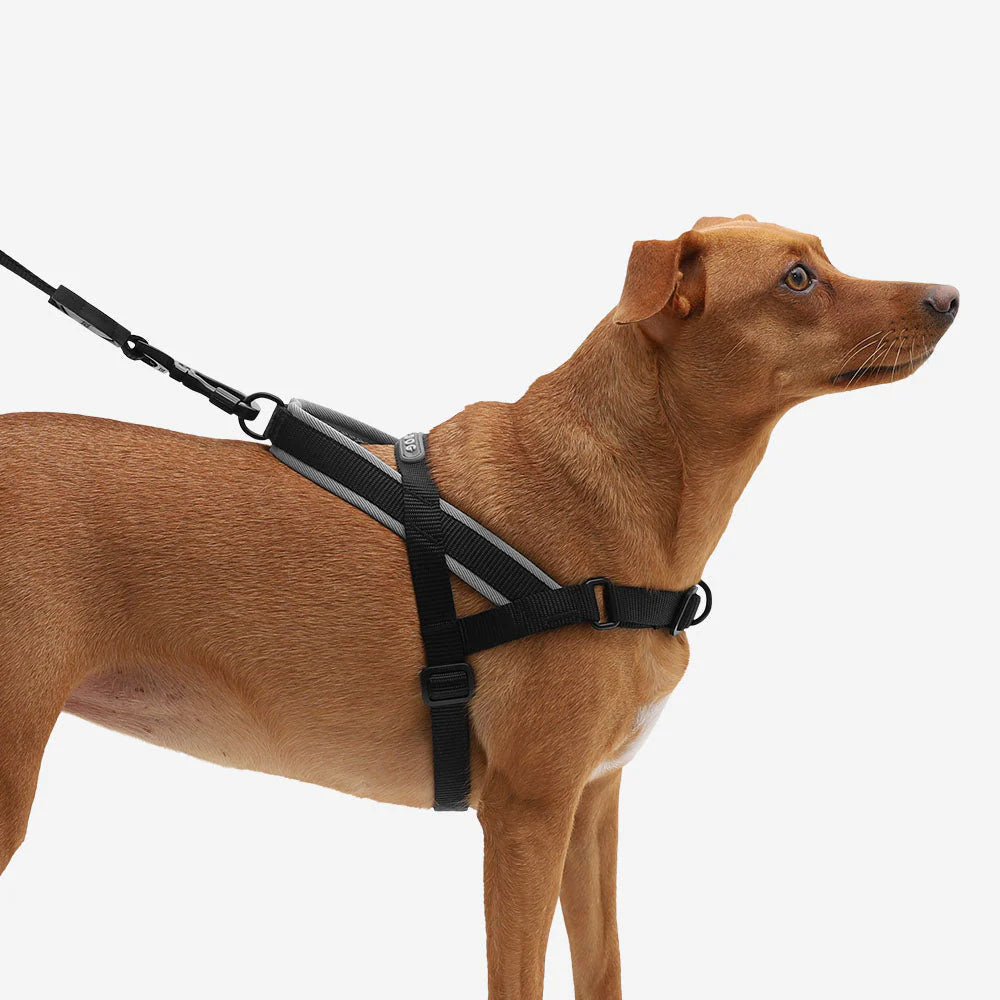 Zee.Dog Softer Walk Harness Gotham Large