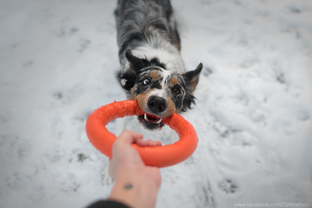 Fetch Ring PitchDog Fetch Ring