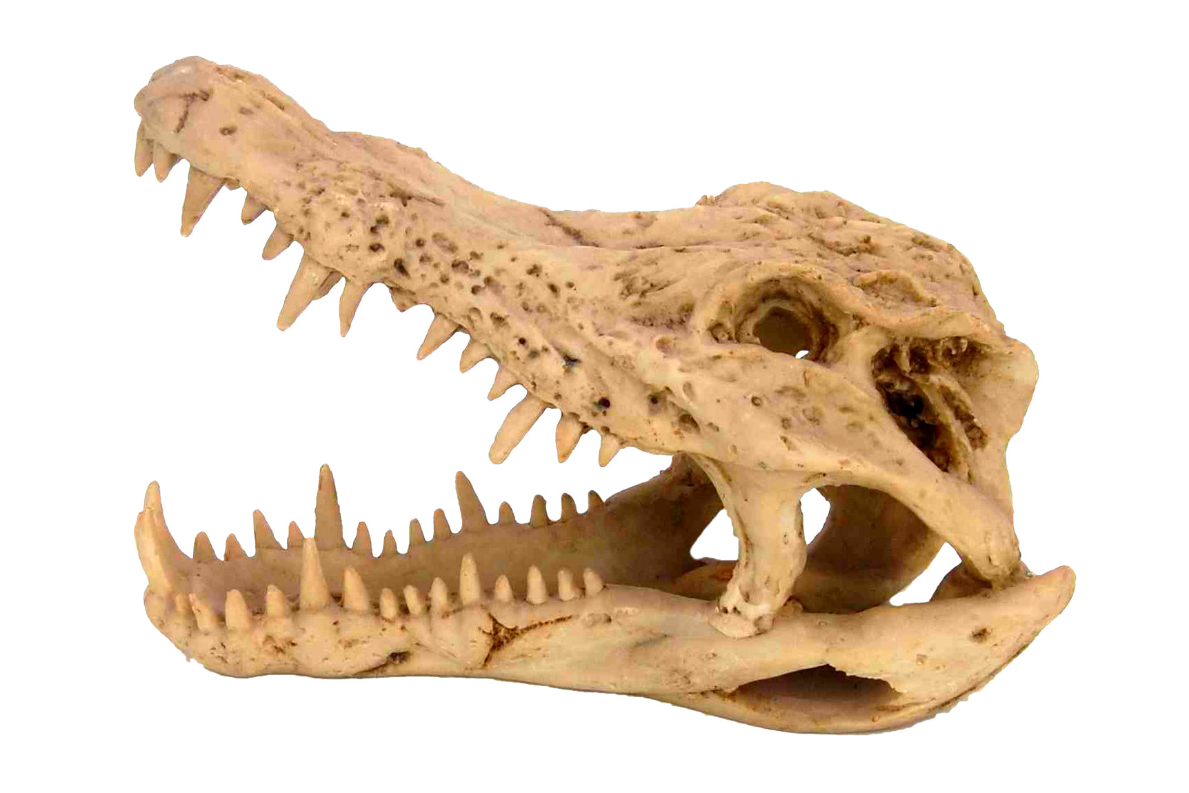 Ornament Croc Skull**